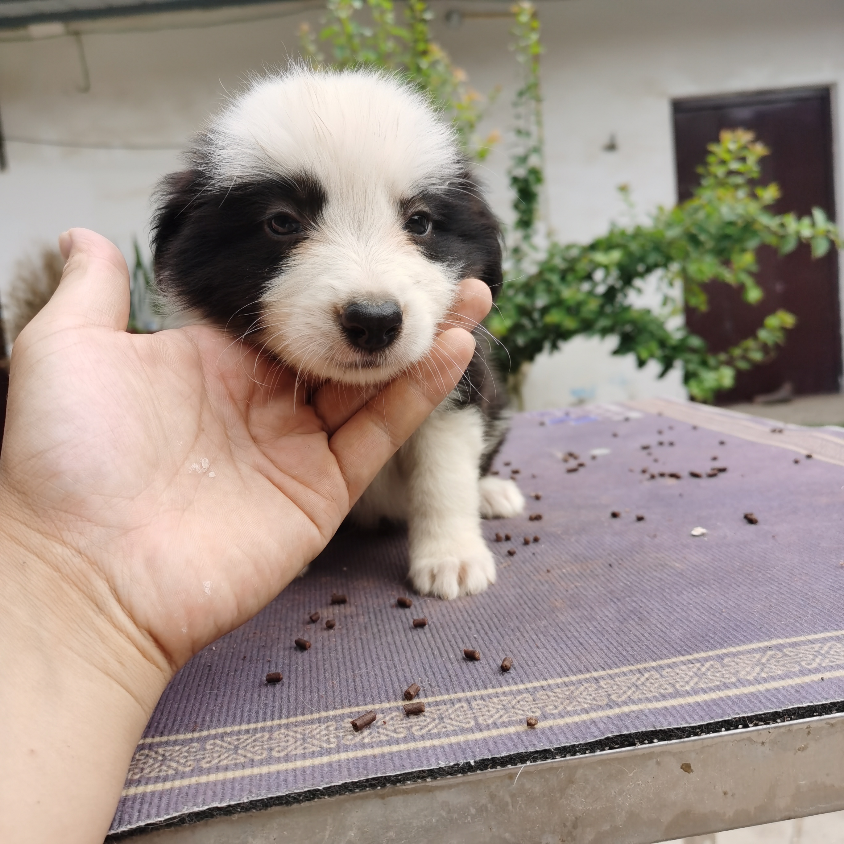 边境牧羊犬
